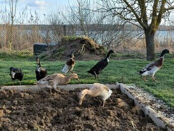 Indičtí běžci – proti slimákům, 3 páry