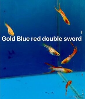 Endlerky čisté linie