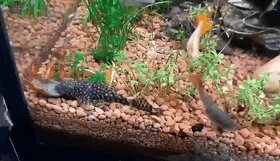 Ancistrus sp