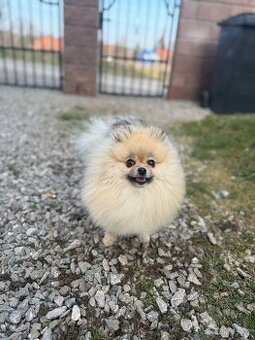Pomeranian fena s PP FCI