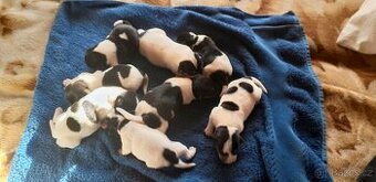 Štěňata Jack Russell