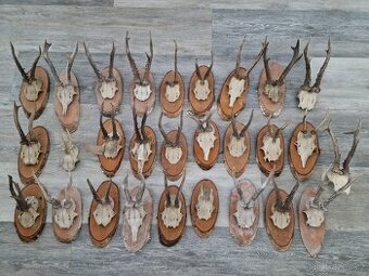 Srnčí trofeje, myslivost, paroží - 1