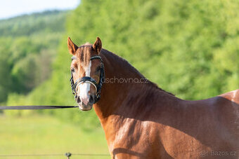 Nabízíme k prodeji mladého hřebce Welsh pony sekce B