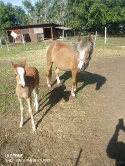 Pony klisna.
