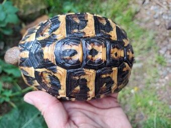 Samice - Testudo Hermanni Hermanni