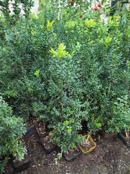 Buxus na živý plot - 1