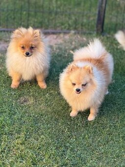 Pomeranian s PP