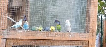 Prodám papoušky více druhů