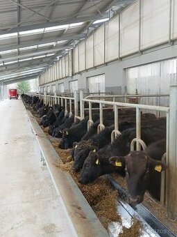 Prodej živého dobytka Wagyu – do chovu i na maso | Slovensko