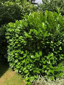 BOBKOVIŠNĚ ,BOBKOVIŠEŇ LÉKAŘSKÁ -ETNA SAZENICE CCA 25-35 CM