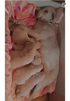 Štěňata Labradorsky retrievr