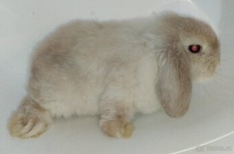 Zakrslý králíček beránek Minilop bez PP sameček Grey