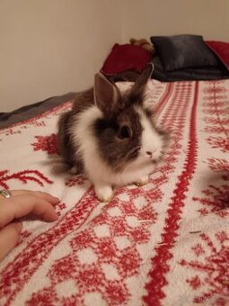 Zakrslý králík králíček