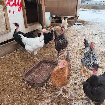 Prodám 14-ti týdenní kuřice/nosnice