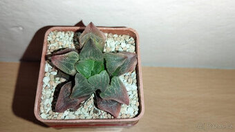 Haworthia Pygmaea "pink beauty" ( sukulent )