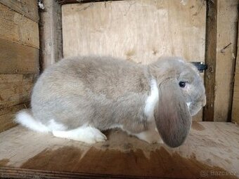 1,0 francouzský beran