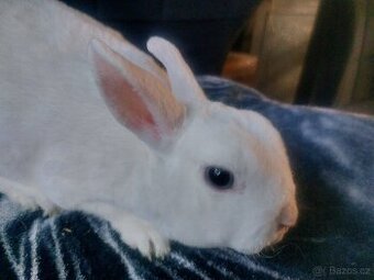 Zakrslá bílá modrooká samička