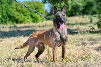 Belgický ovčák - malinois