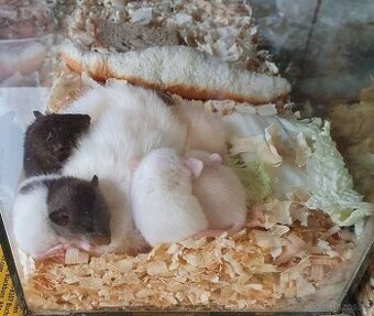 Potkánci barevní i myšky