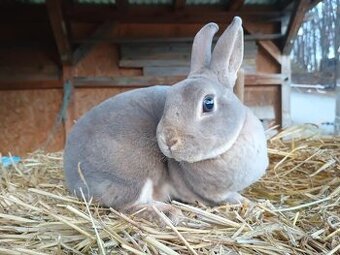 Zakrslý rex divoce modrý samička s PP