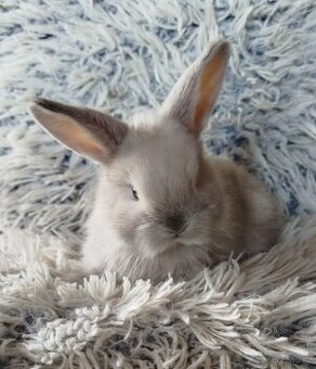 Minilop - anglický zakrslý beránek