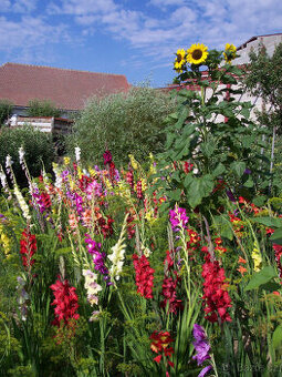 cibule MEČÍKů,   JIŘINY - - viz text a fota