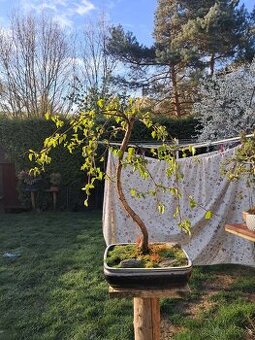 Bonsaj,bonsai Bříza bělokorá