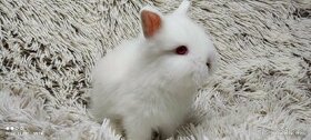 Zakrslý králík, králíček -(TEDDY)-JASMÍNA