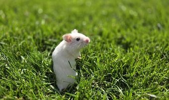 Křeček syrský 🐹 nar 4.4.2025
