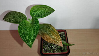 Ludisia Discolor Alba ( jewel orchid )