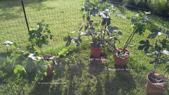 Odrůdové fíkovníky - Ficus carica