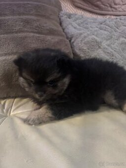 Pomeranian