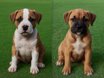 POSLEDNÉ 2 FENKY – AMERICKÝ STAFORDŠÍRSKY TERIÉR (amstaff)