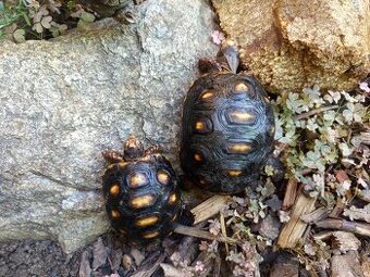 Želva uhlířská, mláďata