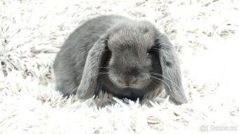 Zakrslý beránek, králíček, králík - BONNY