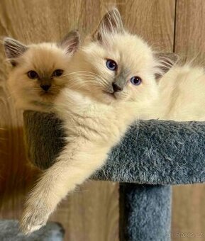 Ragdoll kotě, kocour bez PP