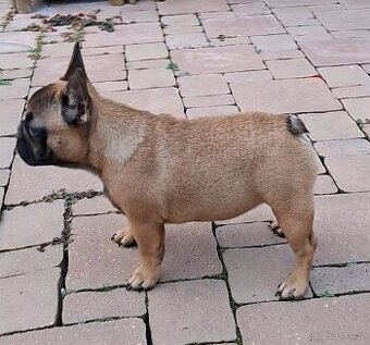 Francouzsky buldoček s PP - fenka