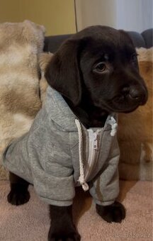 Labradorský retrívr Hnědý