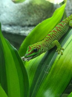 Phelsuma Grandis (Felsuma Madagaskarská)