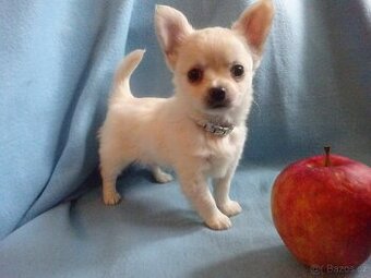 Vrh štěňátek čivava.