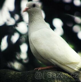 Poštovní holub bílý