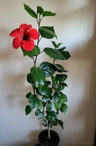 PRODÁNO - Ibišek červený jednoduchý květ sadička