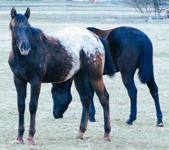 Appaloosa roční klisna - HOMOZYGOT na černou a LP