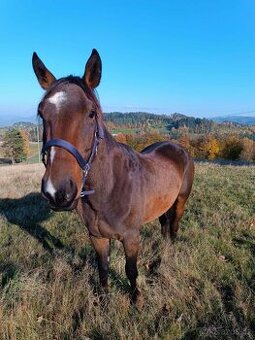 Valach Appaloosa