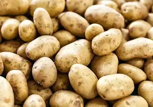 Prodej konzumních brambor odrůda Adél 6 Kč za kg