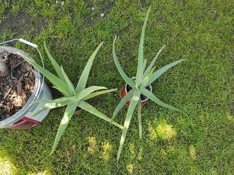 Aloe Vera - 1