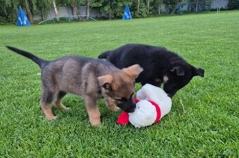 Německý ovčák- štěňata s průkazem původu REX a vlkošedá