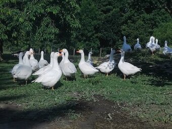 Husa Česká