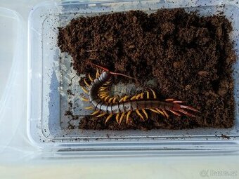 Scolopendra dehaani