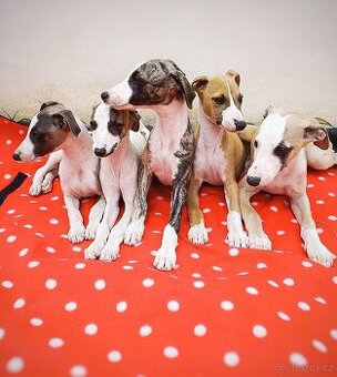 Whippet s PP